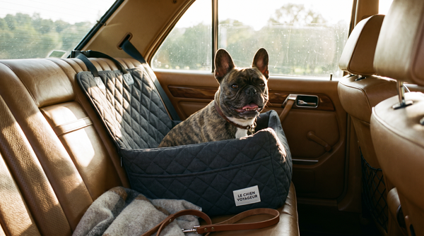 Travel collection banner featuring a French Bulldog in a car booster seat