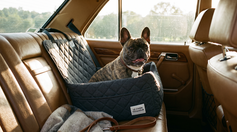 Travel collection banner featuring a French Bulldog in a car booster seat
