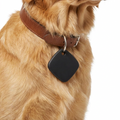 Apple Find My Tracker Tag worn by dog