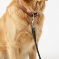 Anti Chew Wire Car Dog Tether worn by dog