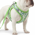 Small Dog Harness and Lead Set worn by dog