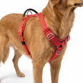 No Pull Vest Harness worn by dog