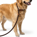 Rope Slip Lead and Collar worn by dog