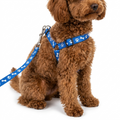 Small Pet Harness and Lead Set worn by puppy