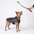 KONG HandiPOD Launch with dog