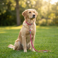 Viva Pink Rope Reflective Lead with dog