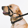 Nylon Training Halter with dog