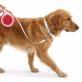 Flexi Lead Comfort 5m Red with dog