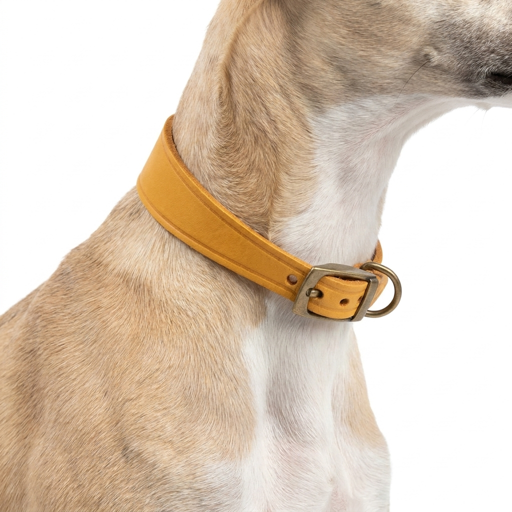 Timberwolf Whippet Collar Mustard with dog