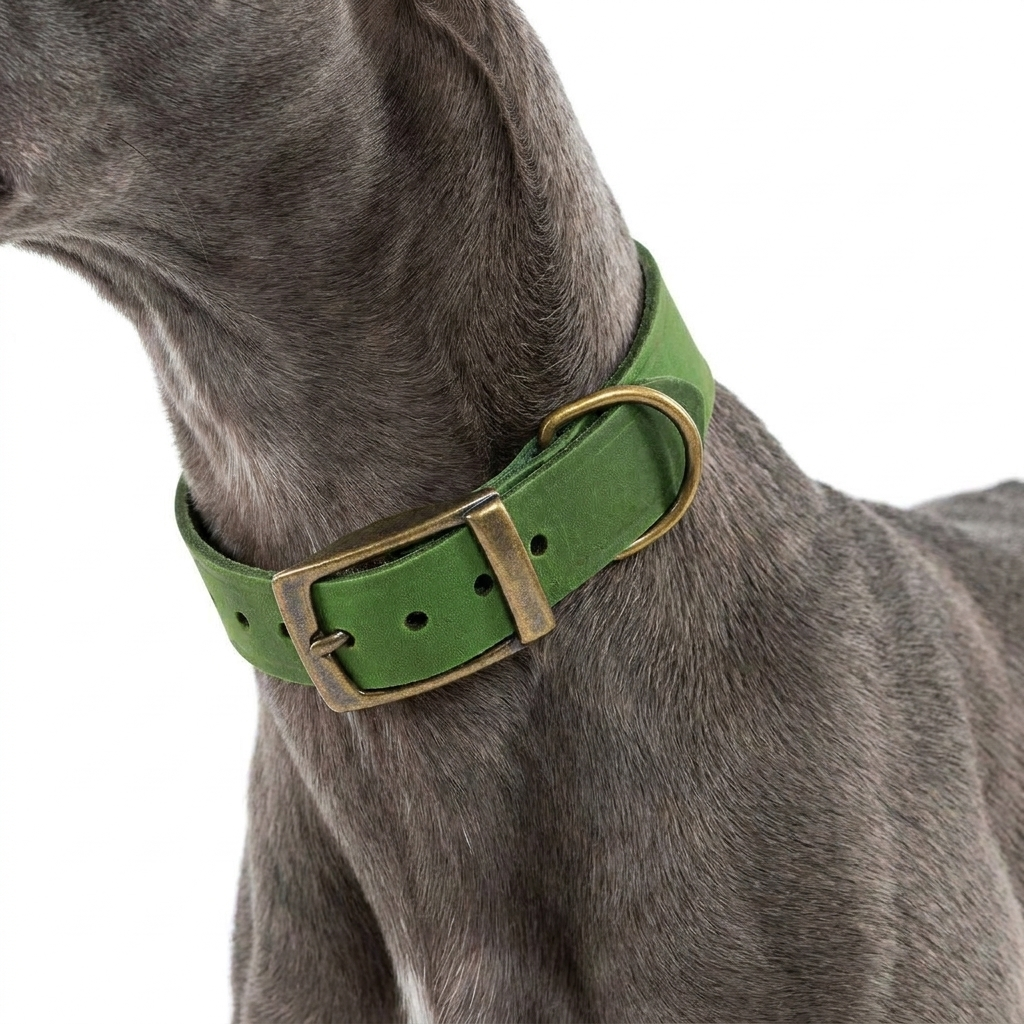 Timberwolf Whippet Collar Green with dog