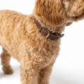 Timberwolf Leather Collar Sable with dog