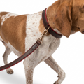 Italian Padded Leather Lead Brown Red with dog