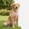 Cocopup Candyfloss Harness with dog