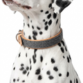 Essentials Herdwick Collar Graphite with dog