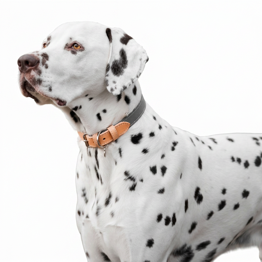 Essentials Twill Collar Slate with dog
