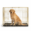 Champagne Gold Deluxe Crate with dog
