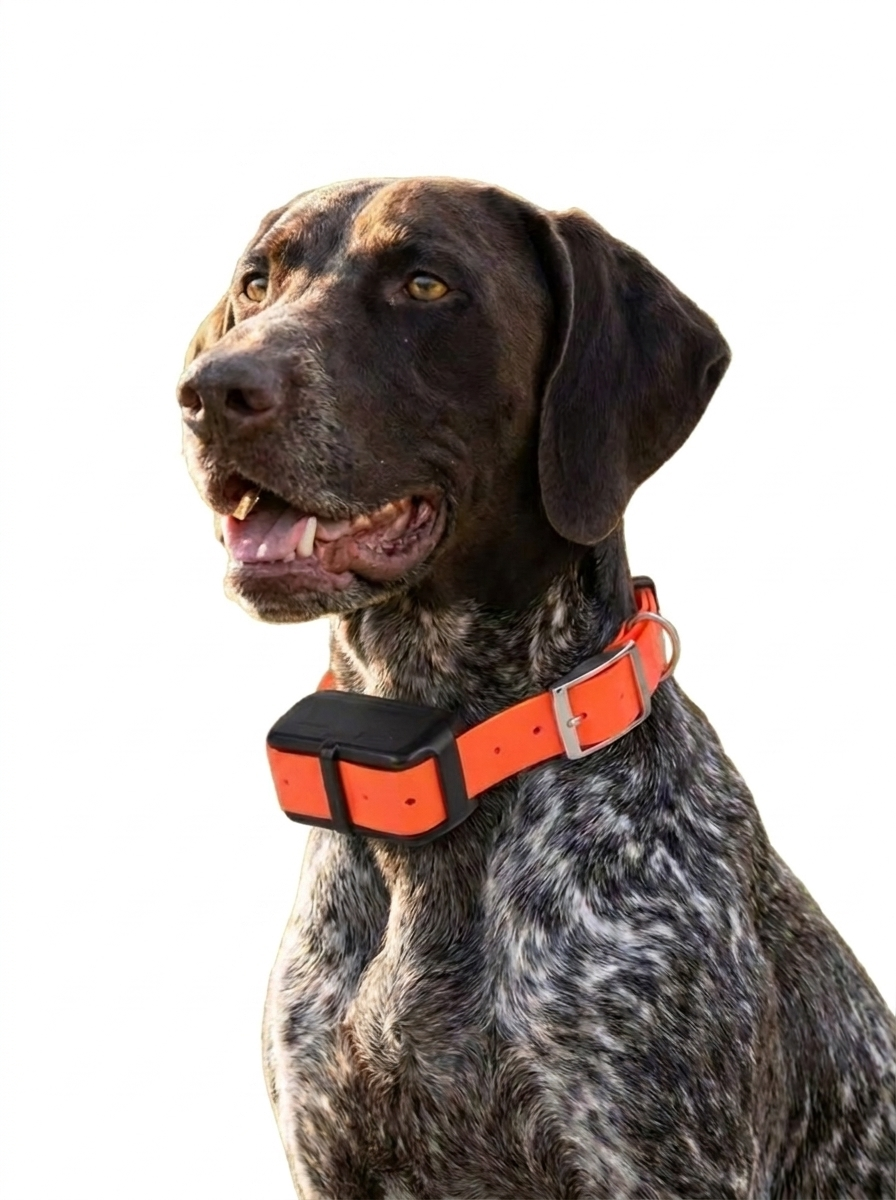 4G GPS ICAR Tracking and Training Collar for Dogs Waterproof IP68 Real Time Voice Function