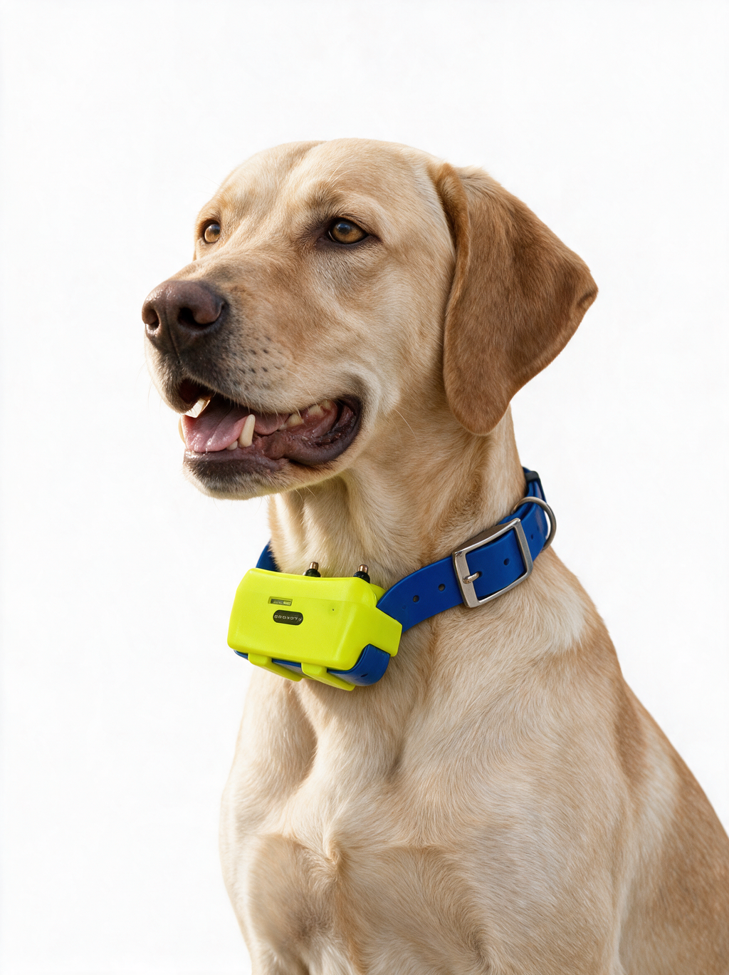 4G GPS Jagdhundehalsband Wasserdicht Feldverfolgung Echtzeit-Standort Robuste Bauweise