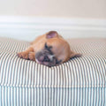 Coussin moelleux pour chien rayé Regency, lavable en machine, housse amovible